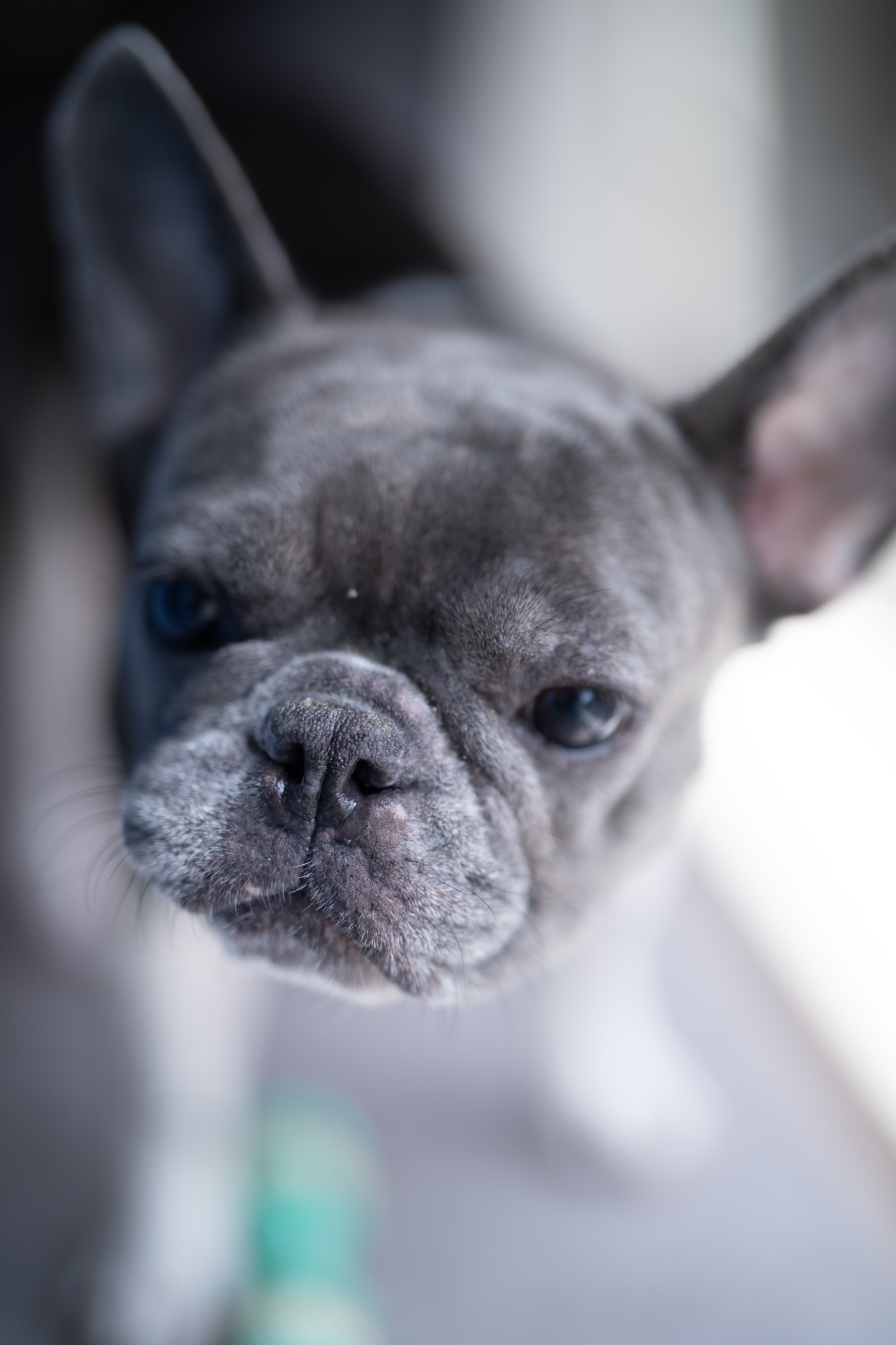 Close-up portrait of a French bulldog